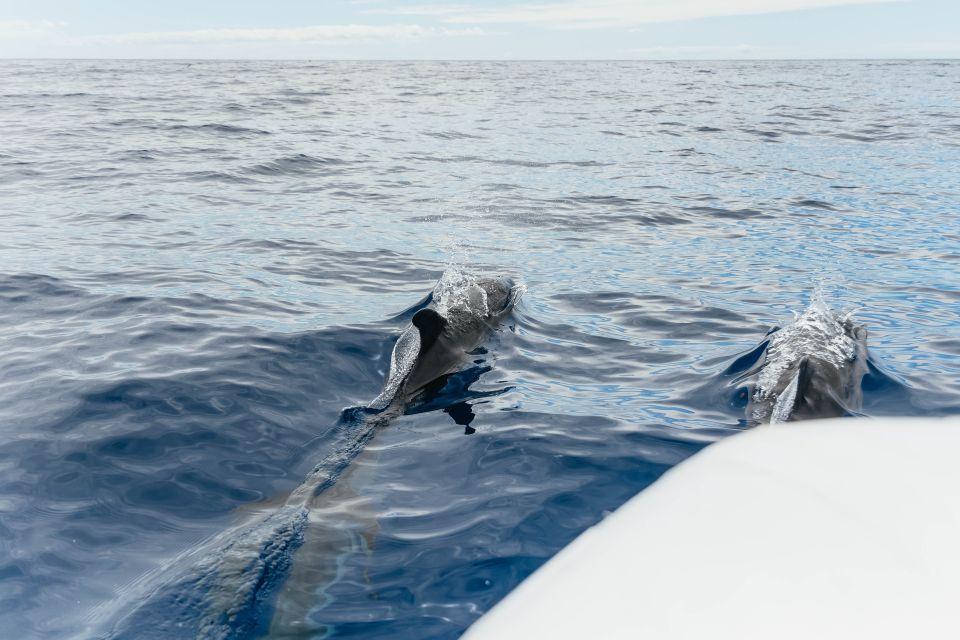 Dolphins/Whales Experience - photo 3