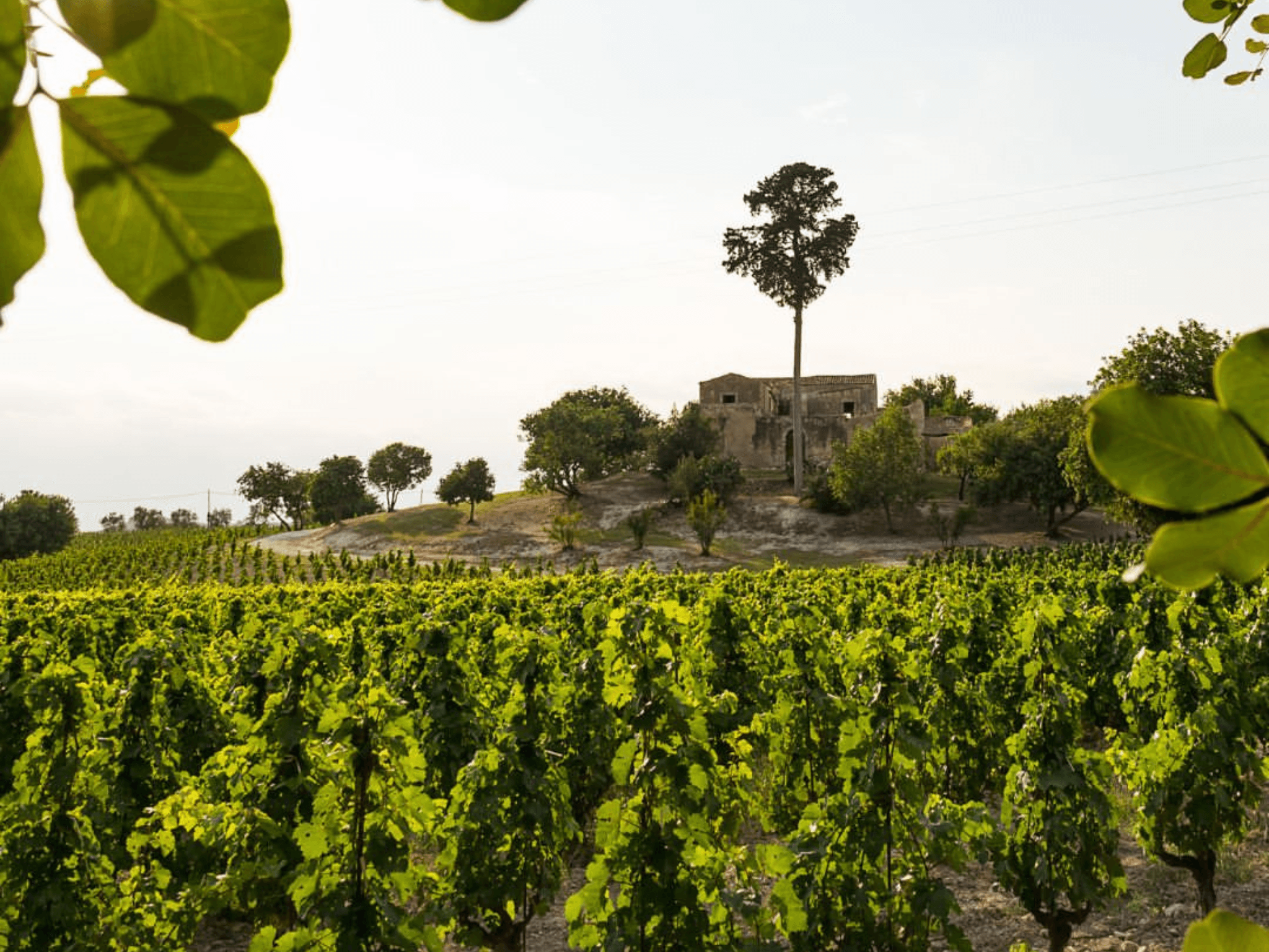 Winery Visit, Vineyard Walk & Wine Tasting near Grosseto - photo 4