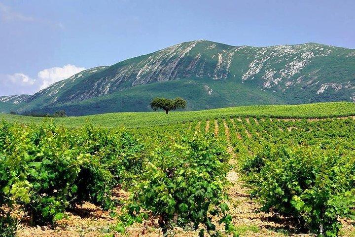 Full Day Private Wine Tour in Arrabida - cover photo