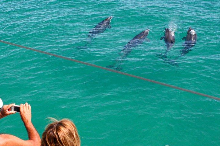 Dolphin Watching in the Wild - Half Day - photo 3