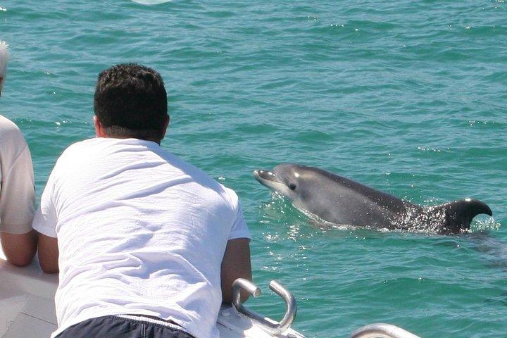 Dolphin Watching in the Wild - Half Day - photo 5