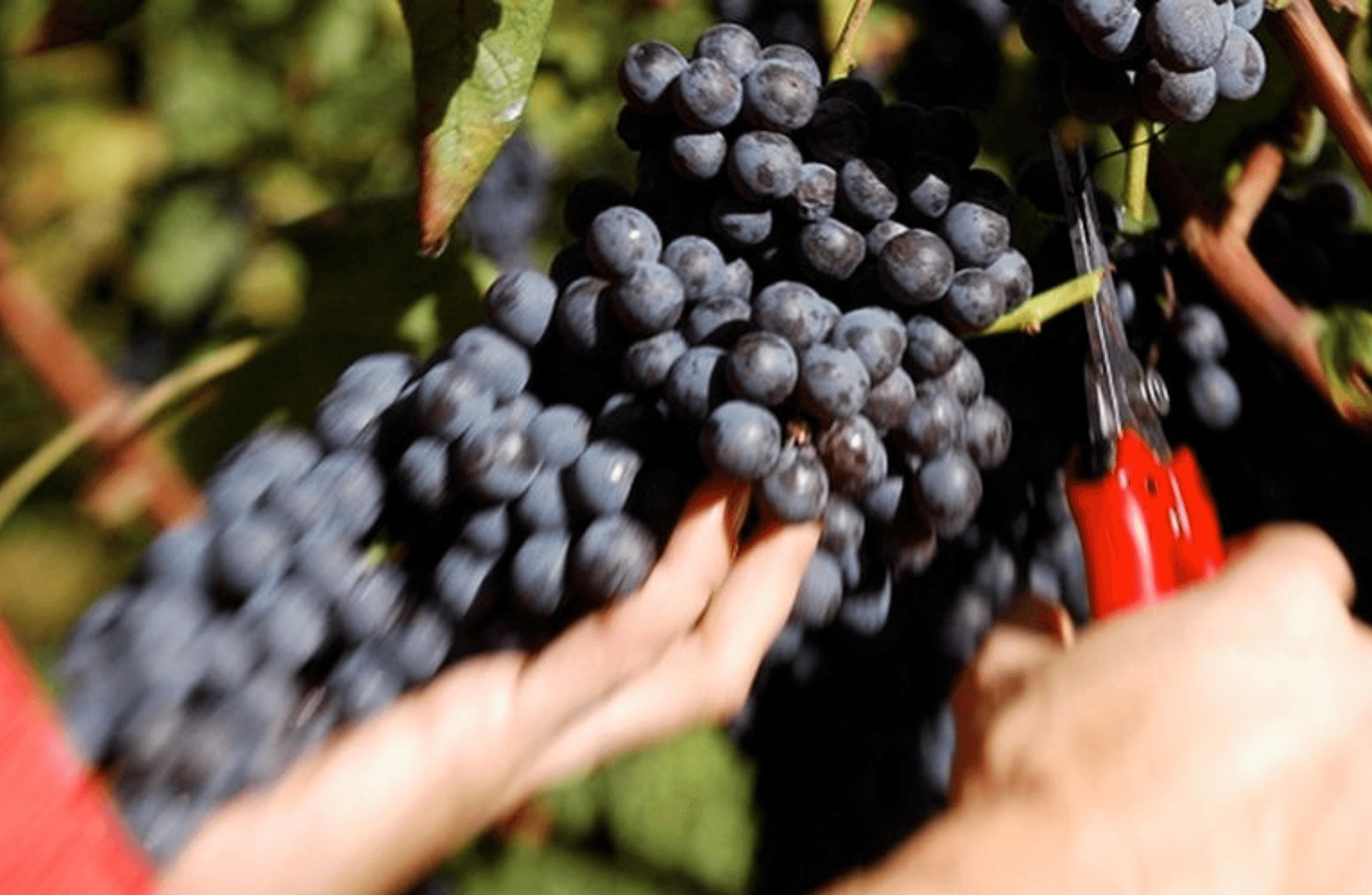 Castle Winery Tour & Tasting near Lake Maggiore - photo 5