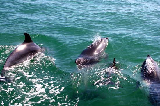 Dolphin Jeep Tour - photo 3