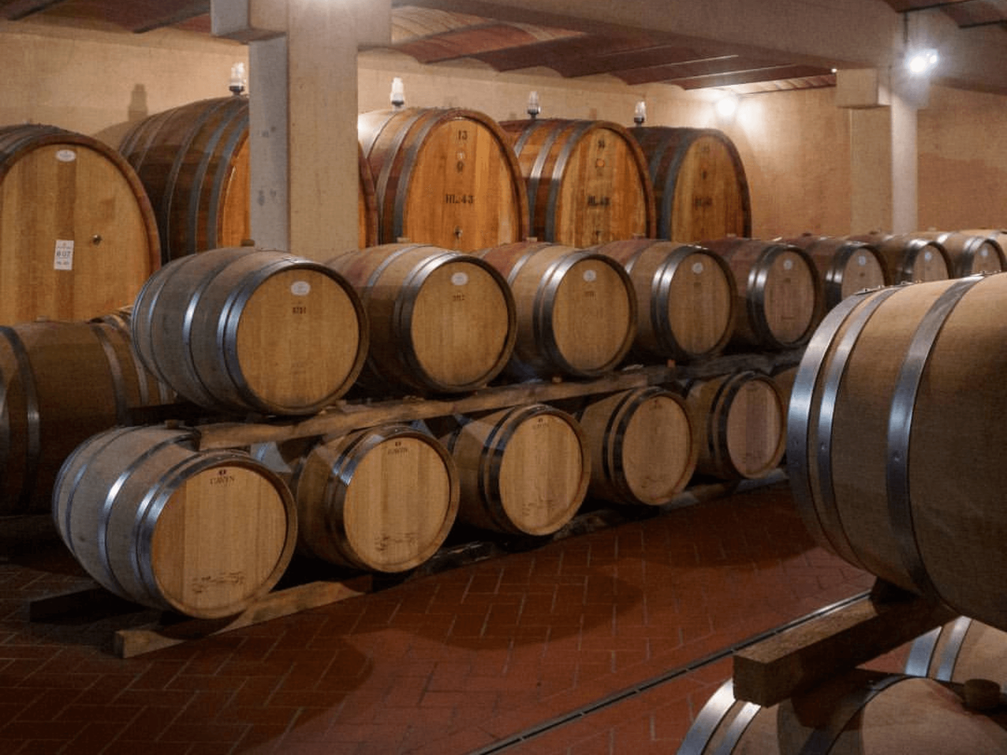 Winery Visit, Vineyard Walk & Wine Tasting near Grosseto - cover photo