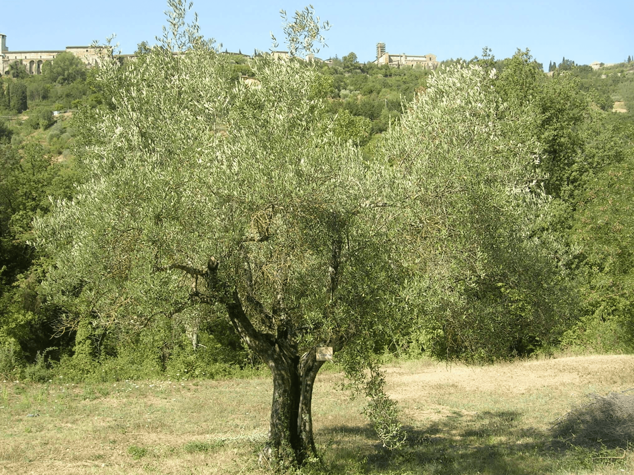 Olive Oil Tasting & Mill Guided Visit in Perugia - photo 3
