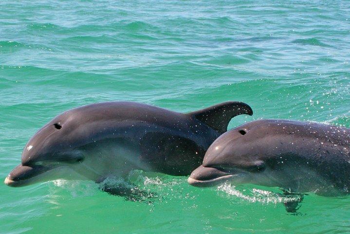 Dolphin Watching in the Wild - Half Day - photo 2