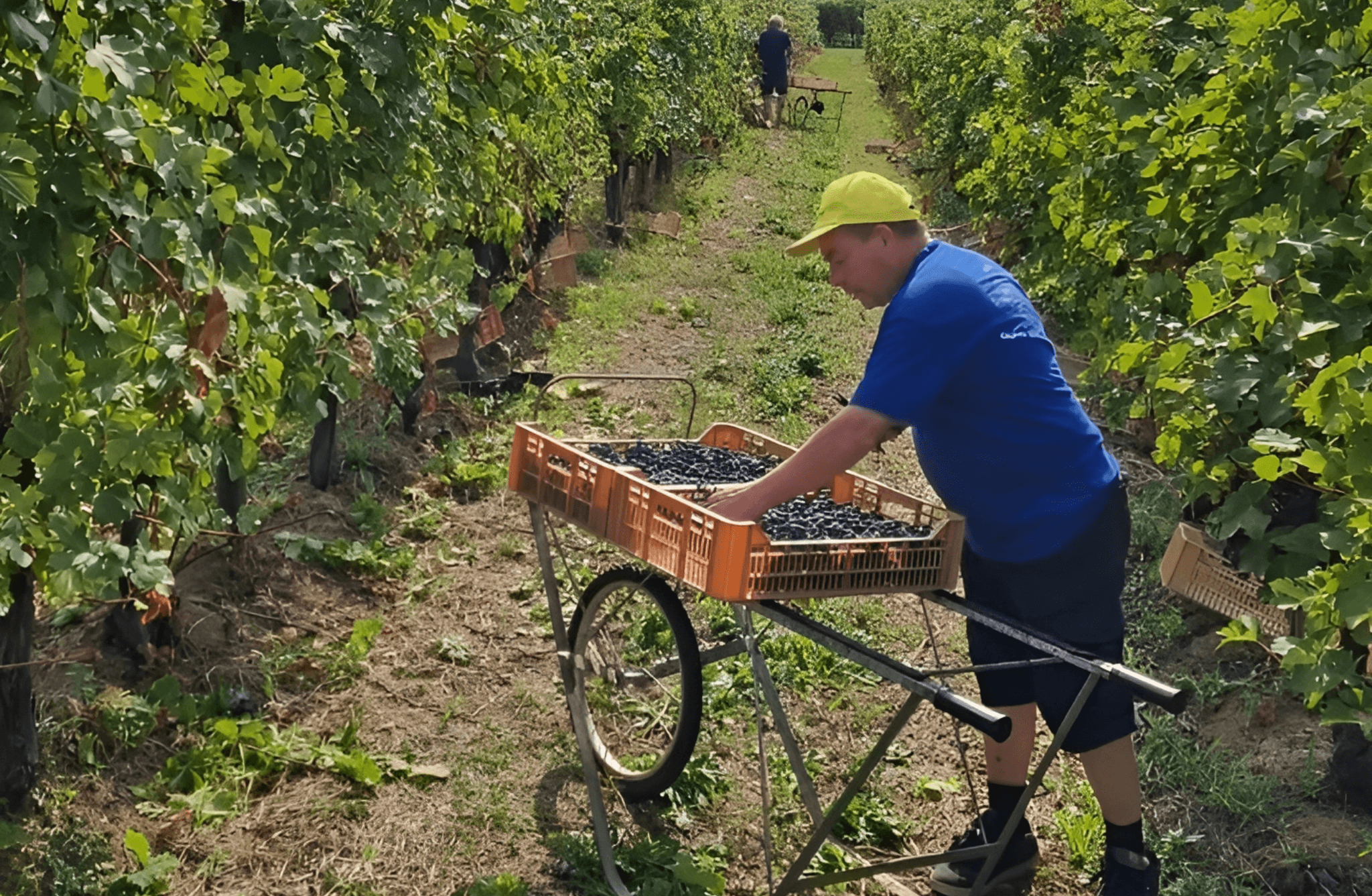 Boutique Winery Tour & Tasting in Valpolicella - photo 3