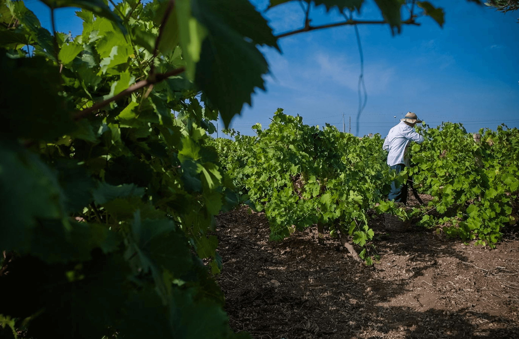 Winery visit & Tasting in Marsala - photo 4