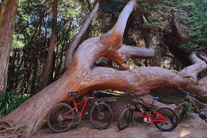 Levada da Camacha Trail by E-Bike - photo 4