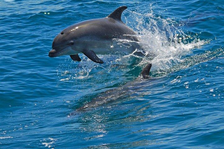 Dolphin Watching in the Wild - Half Day - cover photo
