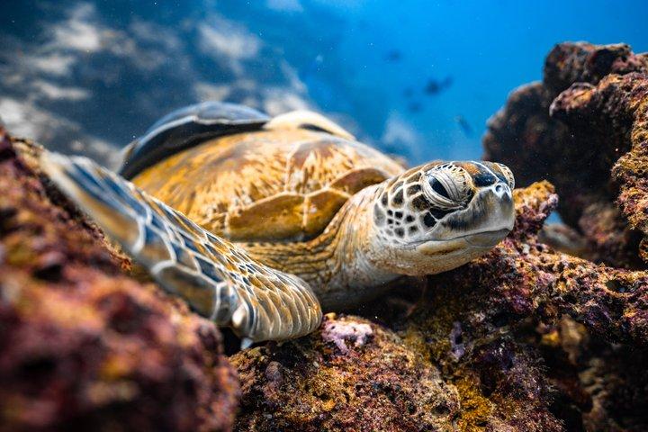 Private Los Cabos snorkeling tour to Chileno bay and Santa Maria cove - photo 4