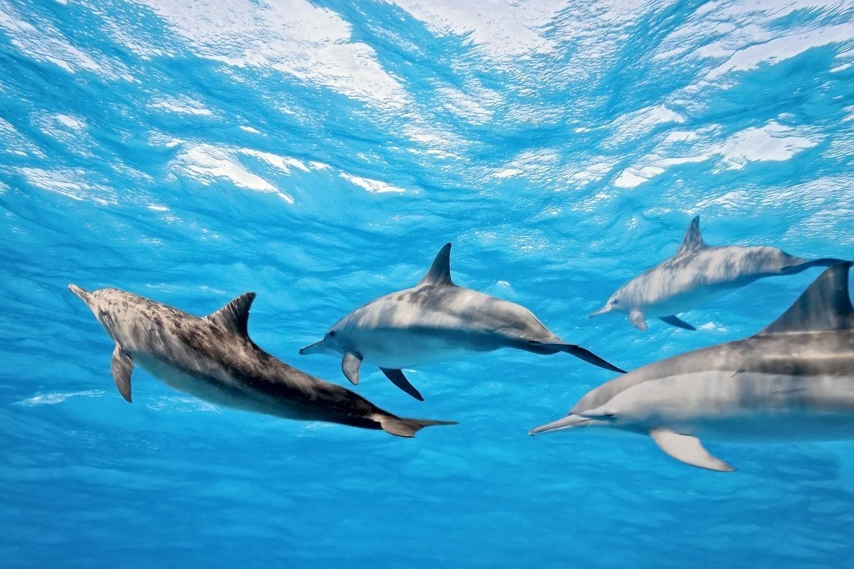 Dolphins/Whales Experience - photo 4
