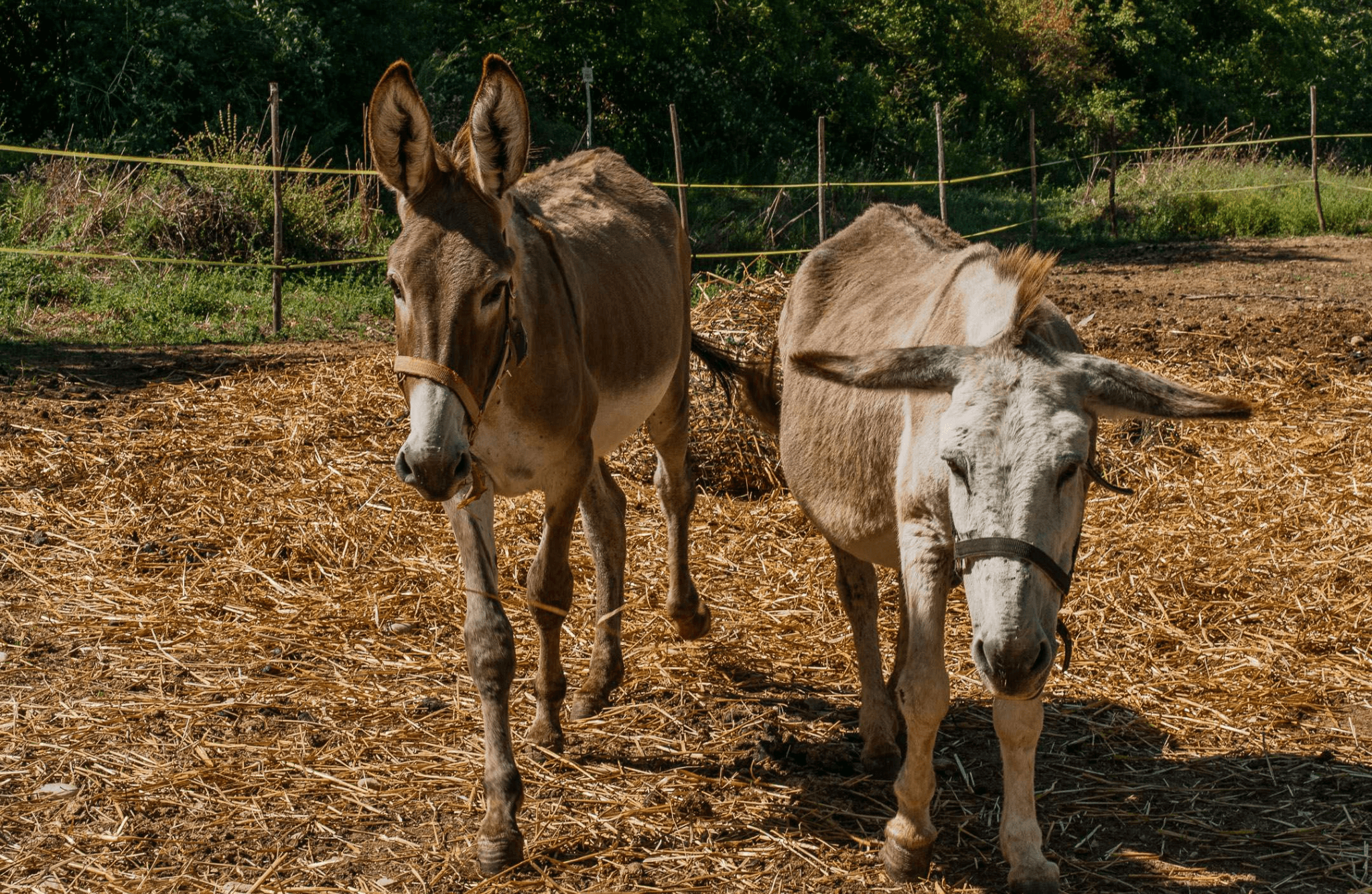 Walk with Donkeys in the Olive Orchard near Florence - photo 2