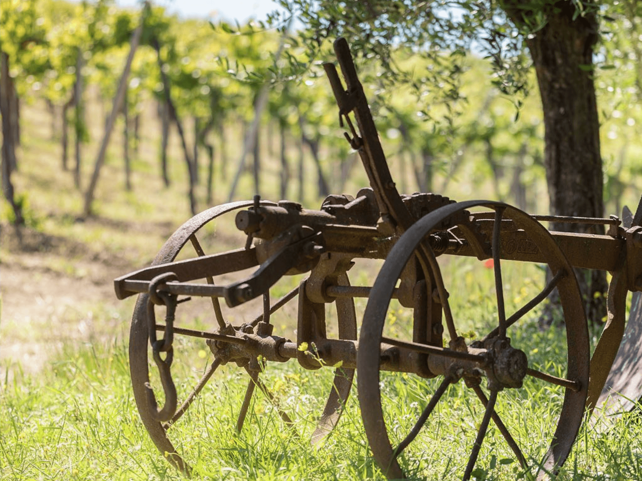Organic Winery Visit & Wine Tasting with Food in Pavia - cover photo