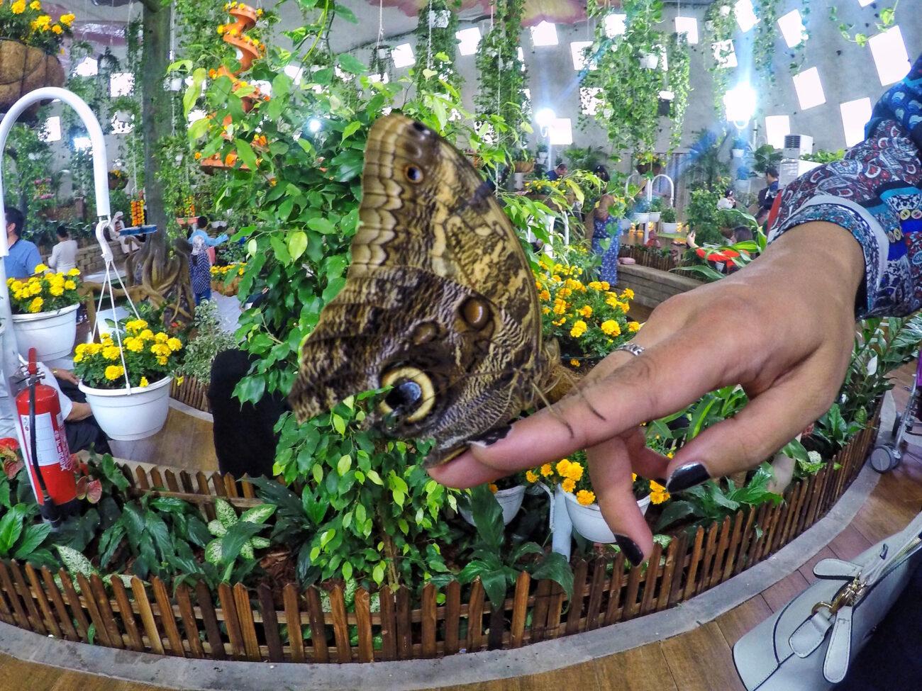 Dubai Butterfly Garden Tickets - photo 3
