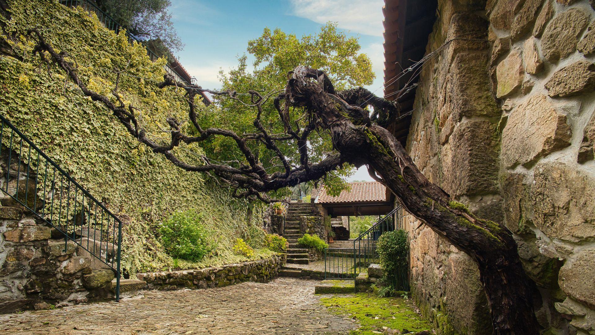 Private Vinho Verde Tour - photo 3