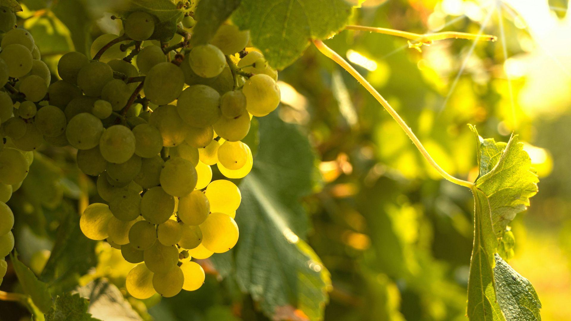 Private Vinho Verde Tour - photo 2