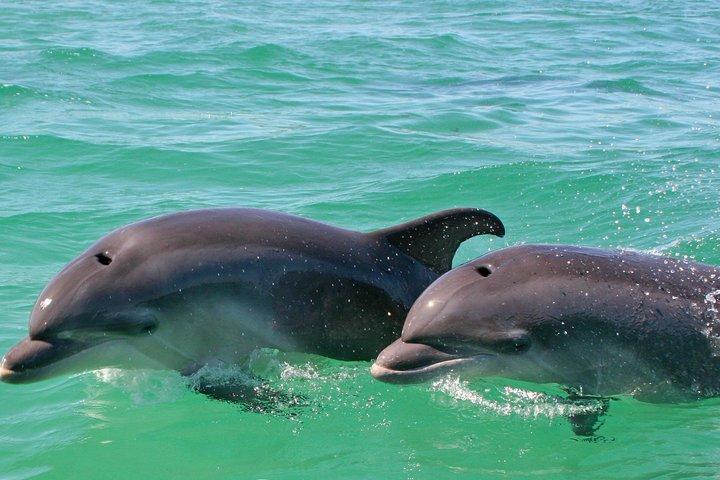 Dolphin watching in the wild - cover photo