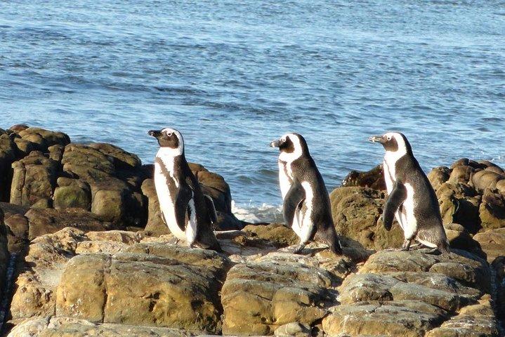 Cape Town Private -Robben Island and Cape Peninsula Penguins Tour - photo 5