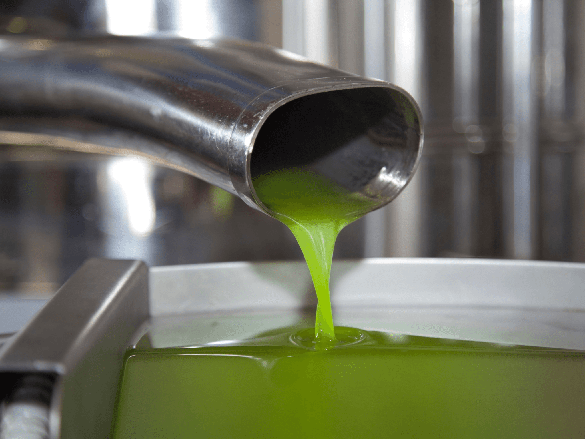 Olive Mill Tour and Tasting in the Verona Countryside - photo 3