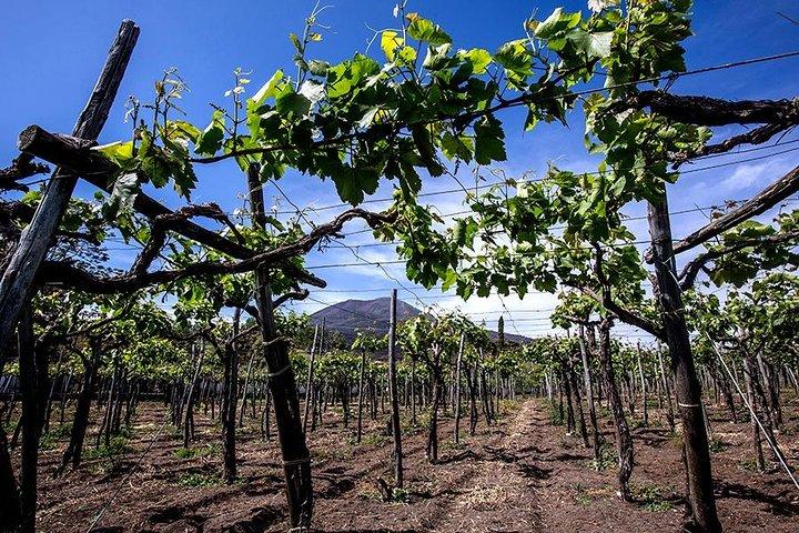 Mount Vesuvius & Wine Tasting with Lunch Private Tour - photo 3