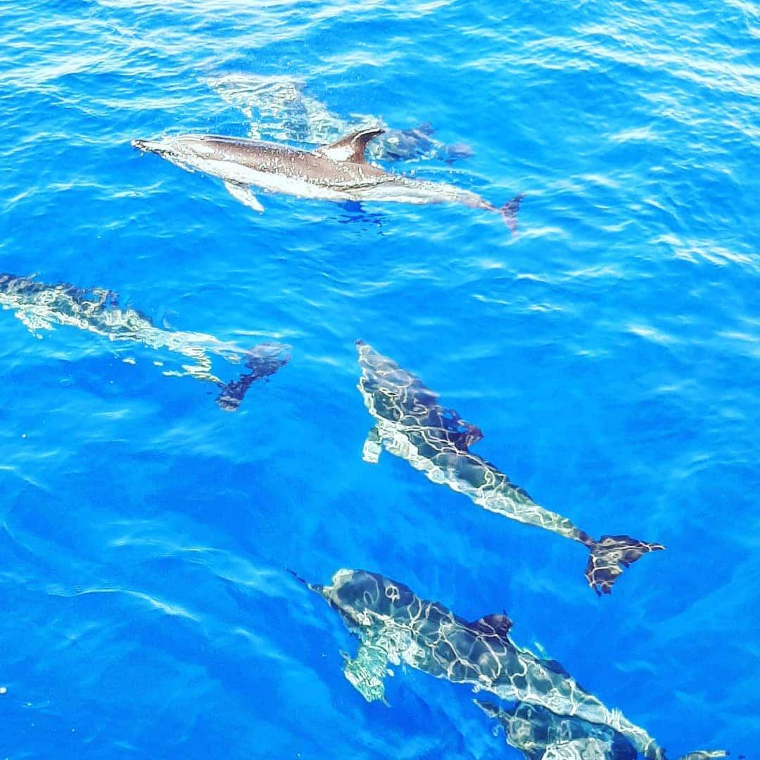 Dolphins/Whales Experience - photo 5