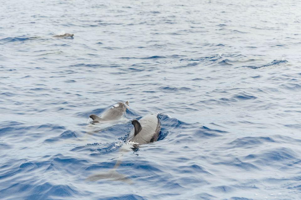 Dolphins/Whales Experience - photo 2