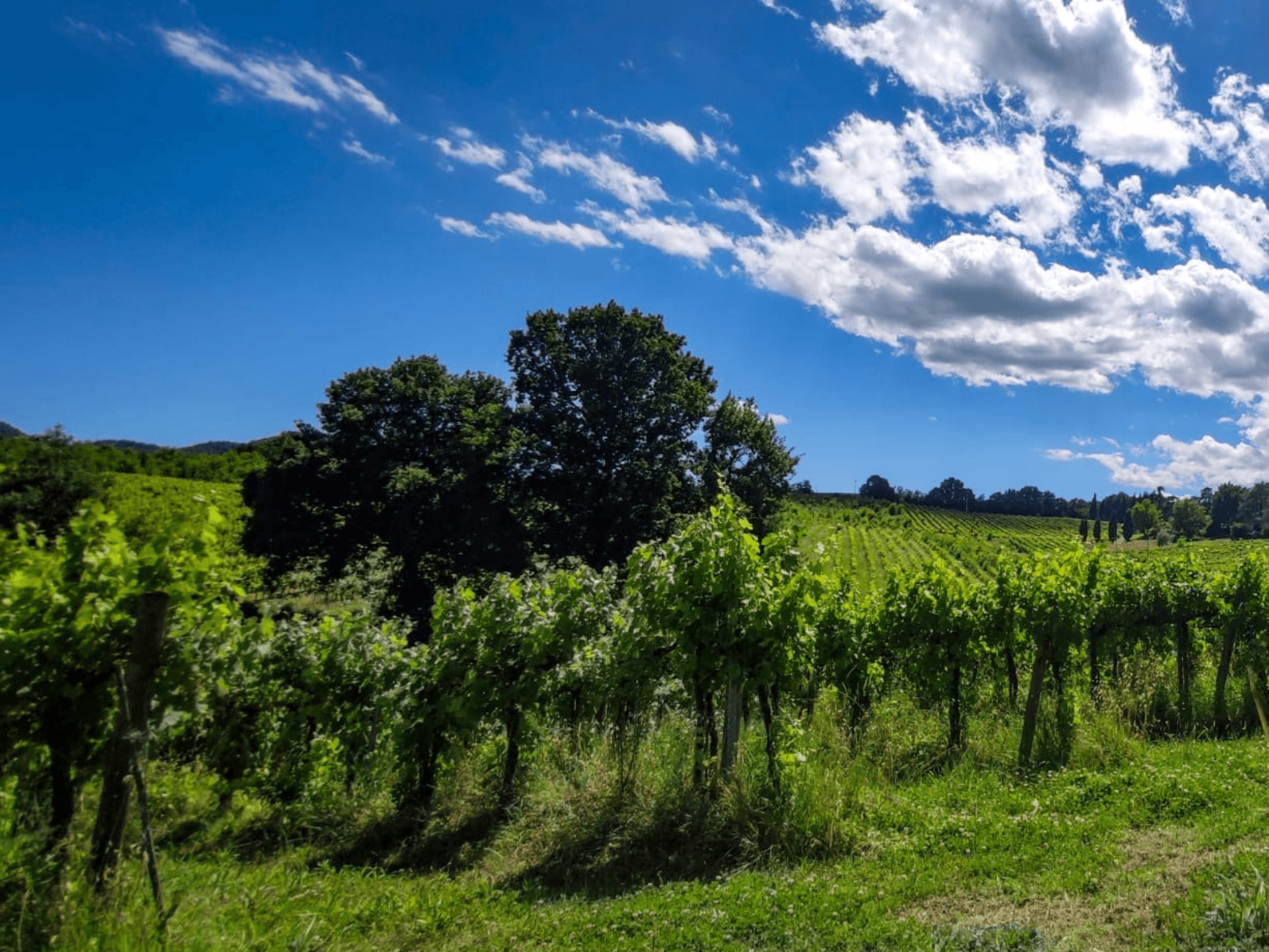 Boutique Winery Tour with Wine Tasting & Food in Bologna - photo 3
