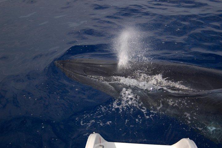 Seaborn Catamaran trips - photo 2