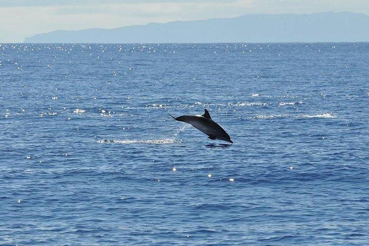 Seaborn Catamaran trips - photo 4