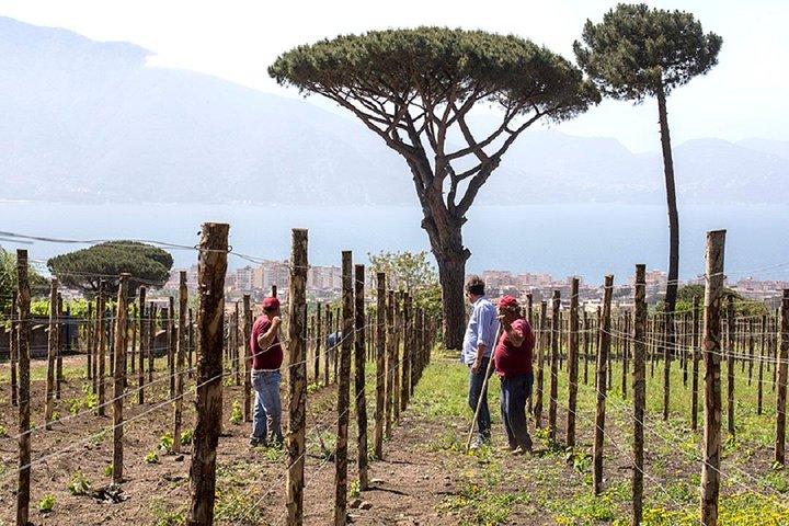 Organic Wine Tasting & Lunch on Vesuvius with Transfer from Naples - photo 5