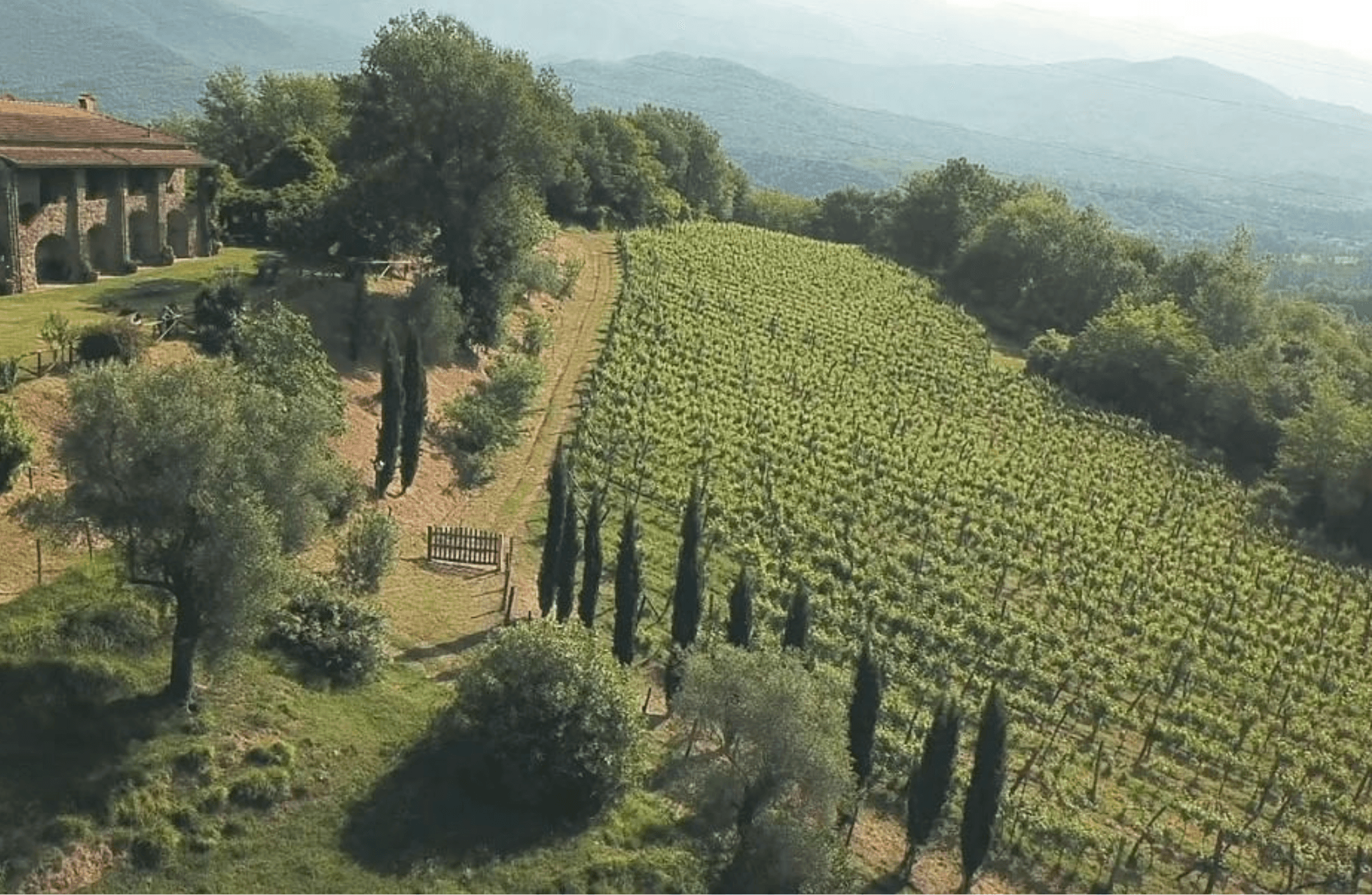 Luxury Winery Tour & Tasting in North Tuscany - cover photo