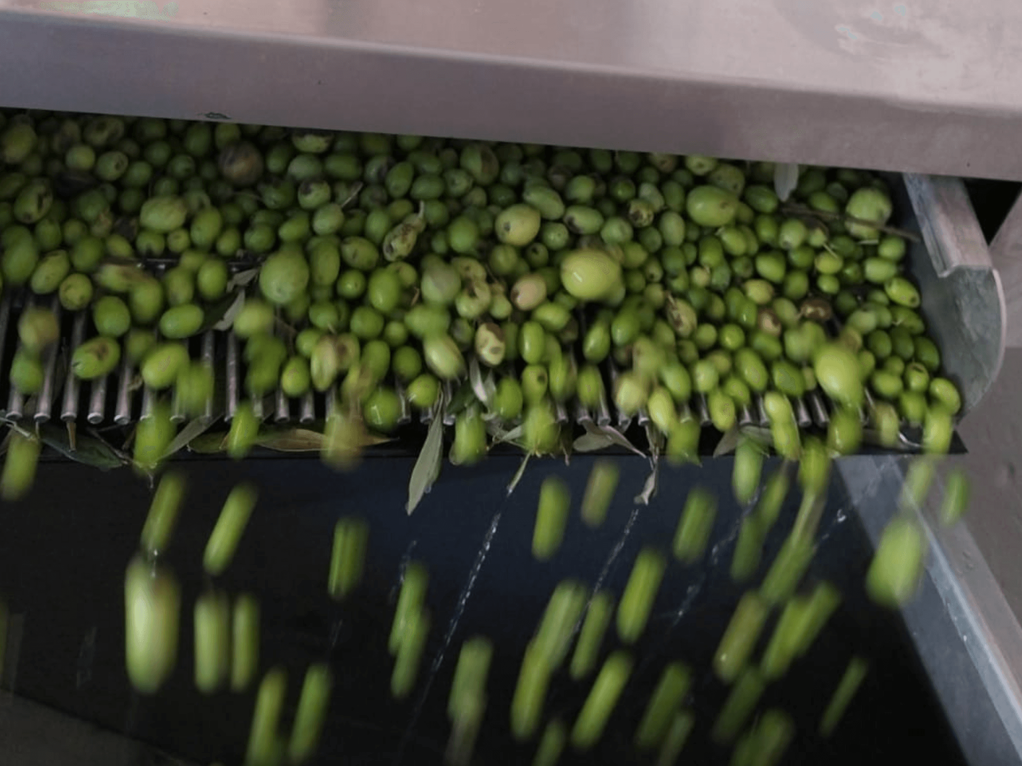 Olive Oil Tasting & Mill Guided Visit in Perugia - photo 2
