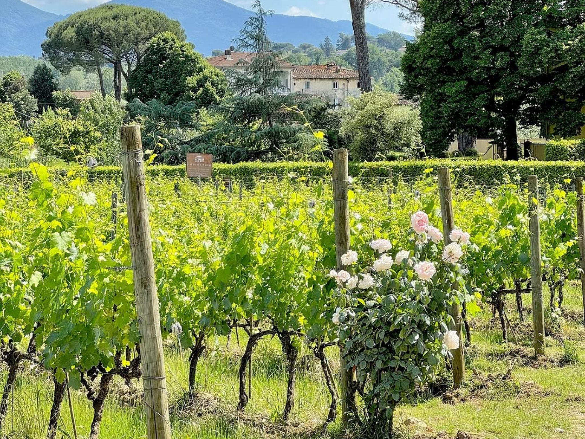 Organic and Biodynamic Winery Tour and Tasting in Lucca - photo 3