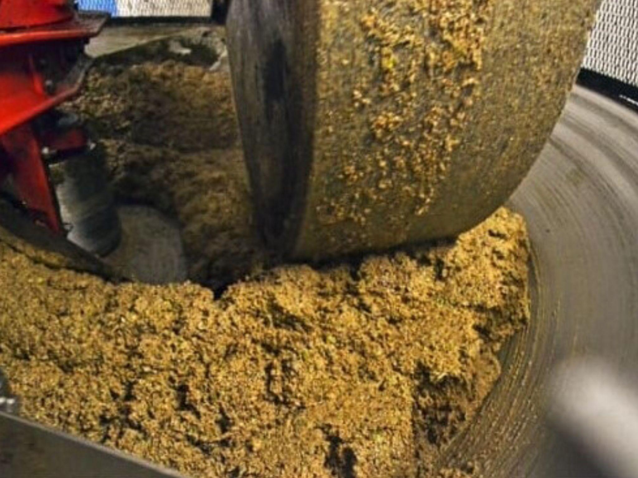 Olive Mill Visit & Guided Tasting in Taggia - photo 5