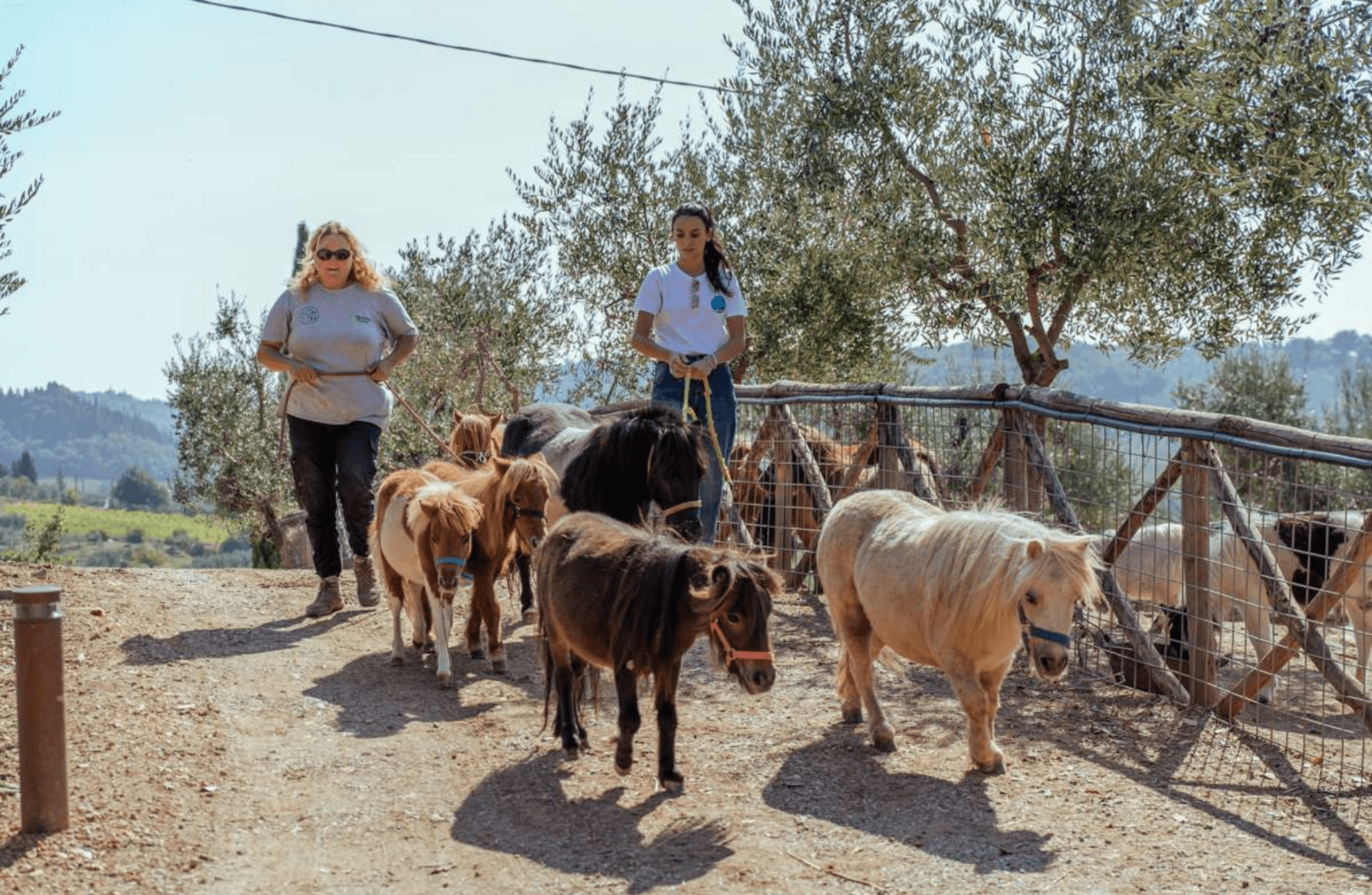 Walk with Donkeys in the Olive Orchard near Florence - cover photo
