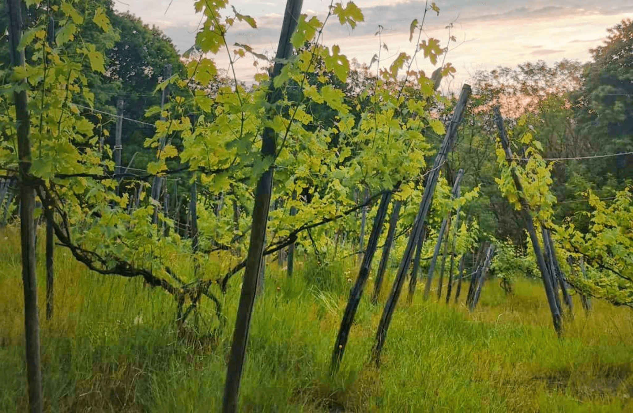 Castle Winery Tour & Tasting near Lake Maggiore - photo 3