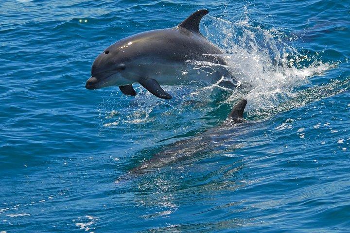 Dolphin watching in the wild - photo 2