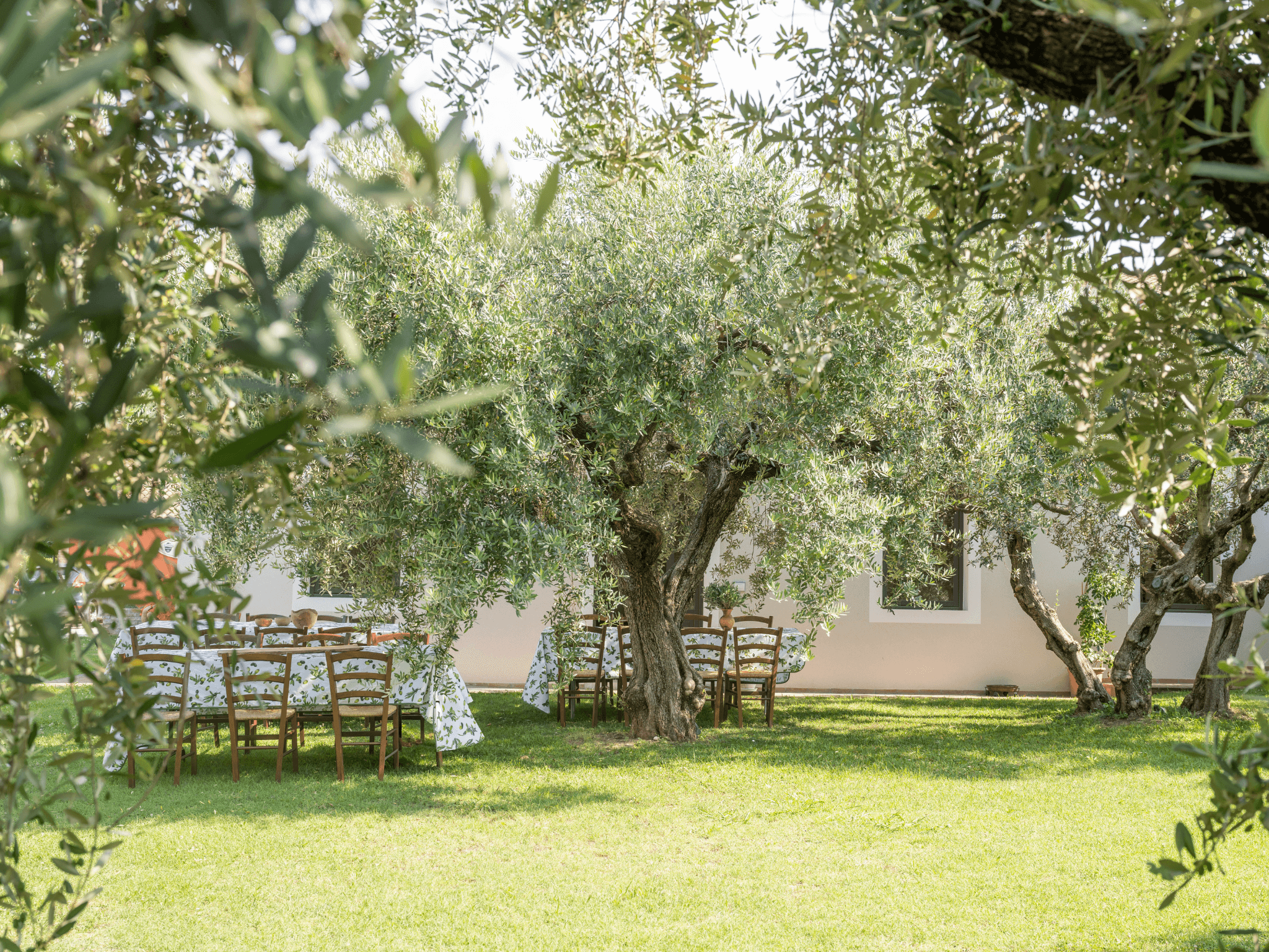 Olive Mill Tour and Tasting in the Verona Countryside - photo 5