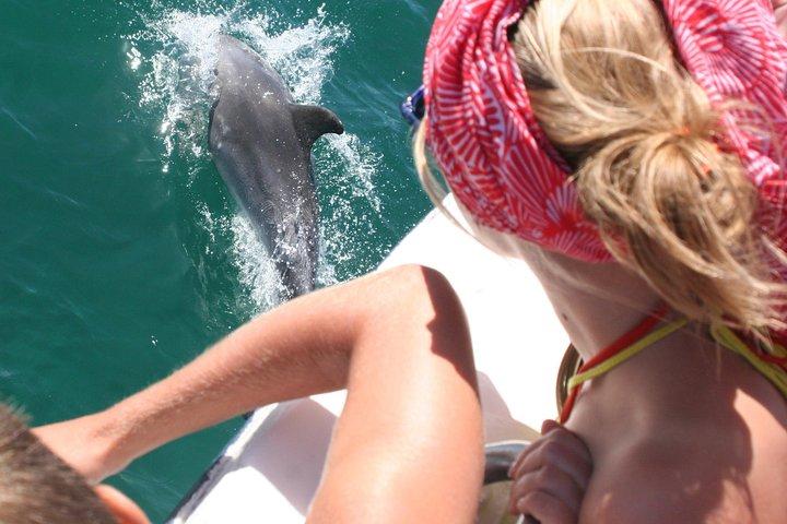Dolphin Watching in the Wild - Half Day - photo 4