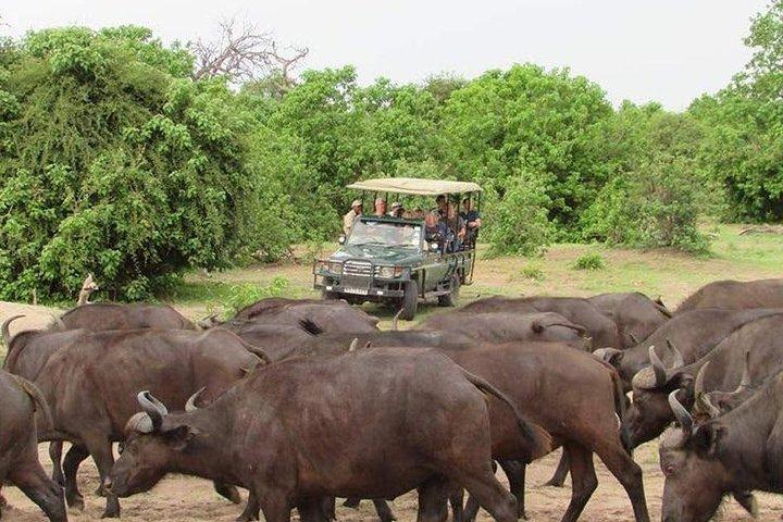 Chobe Full Day Trip (From Victoria Falls) - photo 3