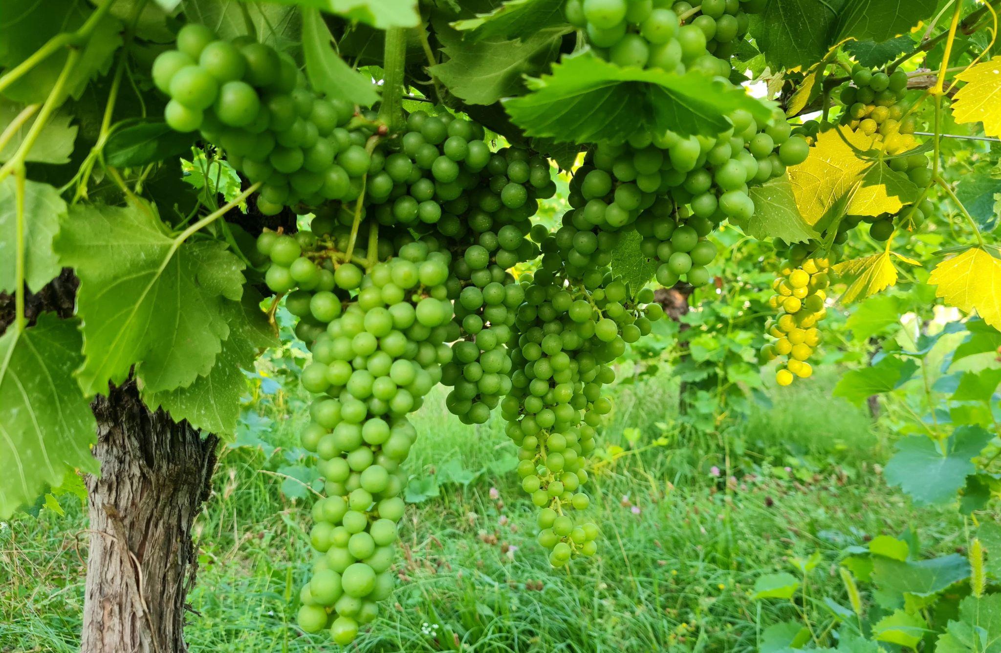 Winery Tour with Wine and Food Tasting near Lake Garda - photo 3