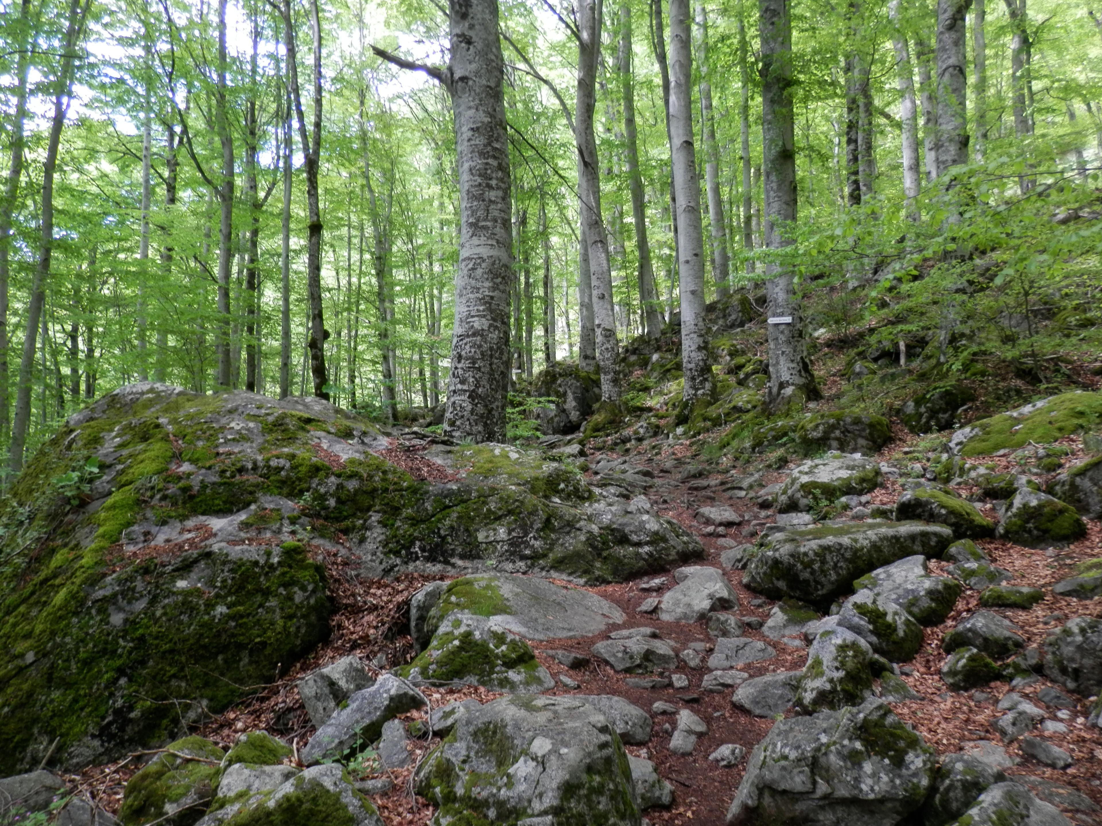 Rila Monastery and St. Ivan Cave Full Day Tour from Sofia - photo 4