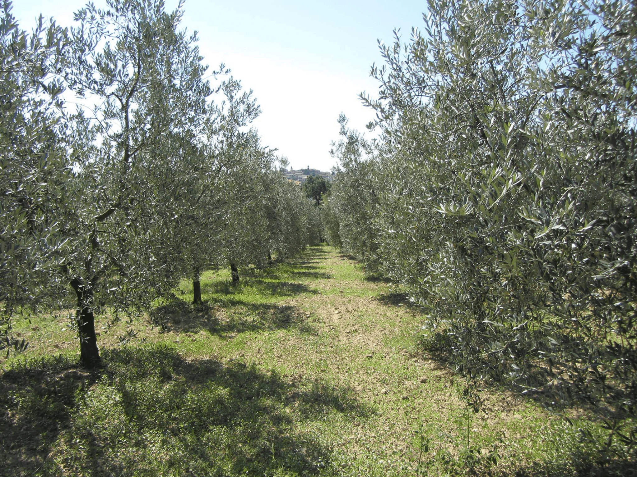 Olive Oil Tasting & Mill Guided Visit in Perugia - photo 5