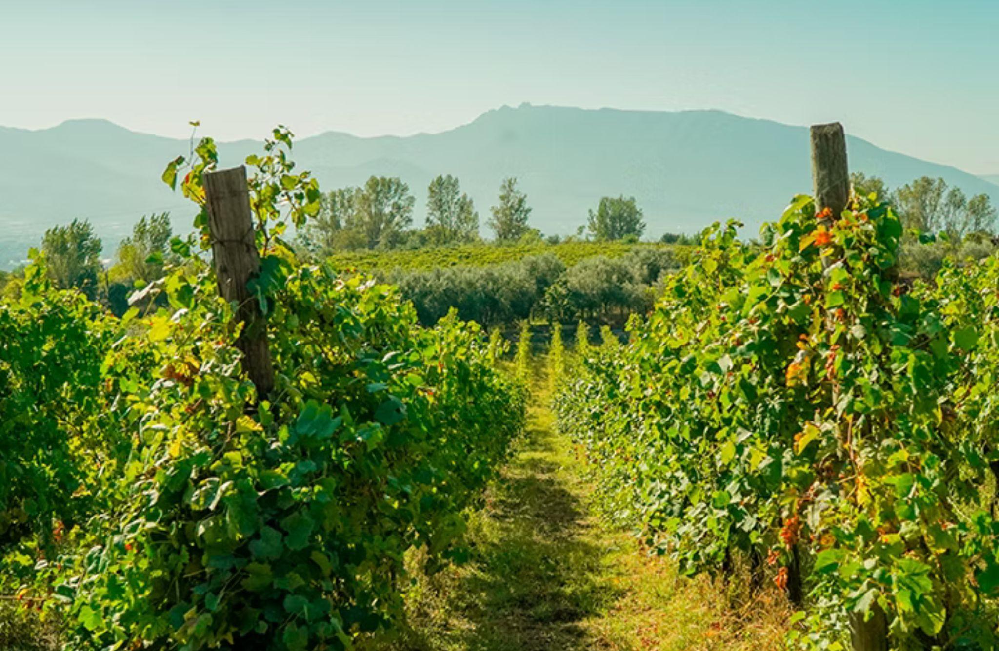 Winery Tour with Organic Wine Tasting & Lunch near Pompeii - photo 4
