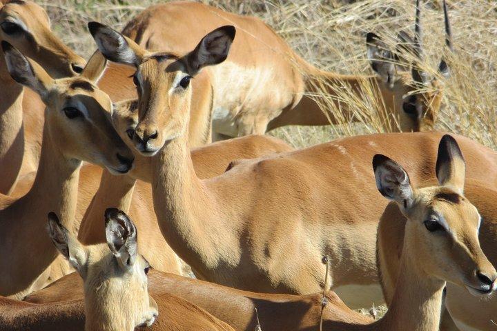 Hwange Overnight Safari Camping - photo 5