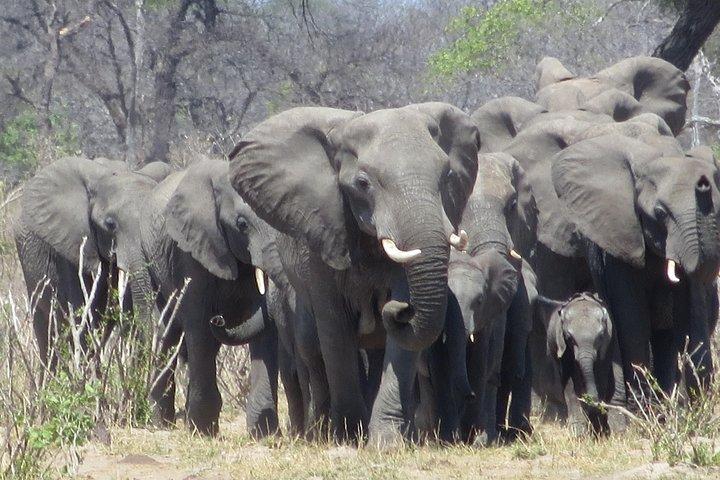 Hwange Overnight Safari Camping - cover photo