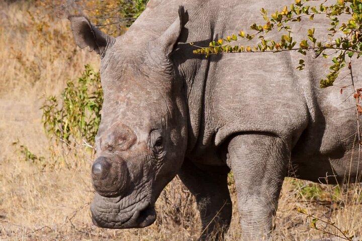 Matobo Rhino Encounter - photo 3