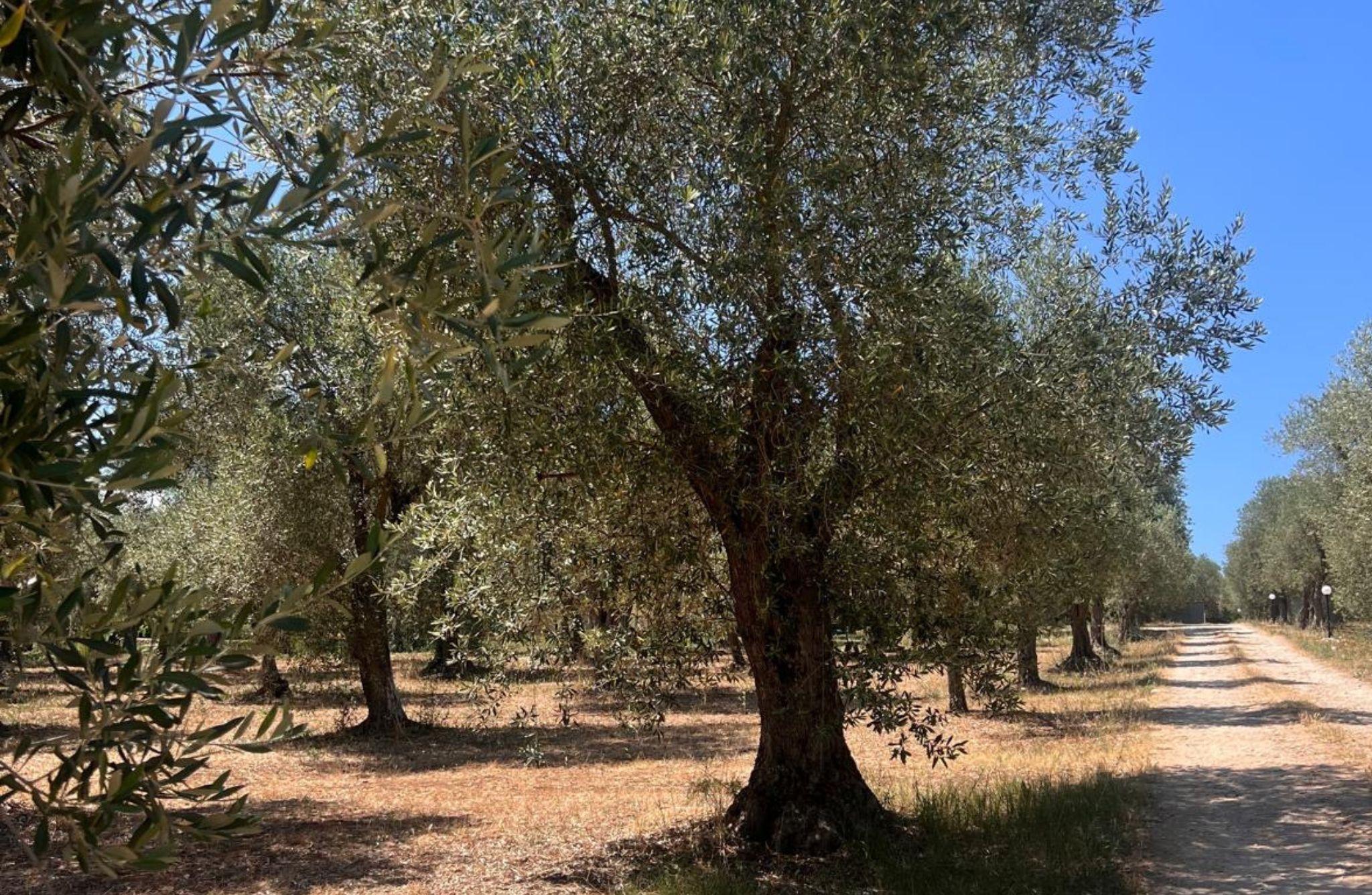Olive Mill Tour with Olive Oil Tasting in Sassari - photo 2
