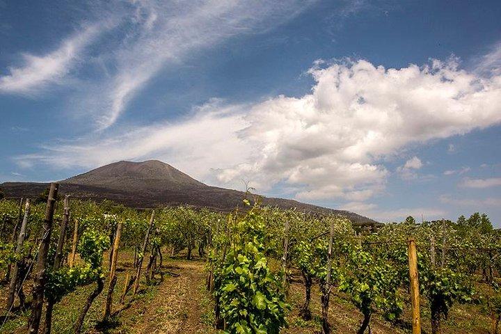 Mount Vesuvio Organic Wine Tasting & Lunch with Transfer from Amalfi Coast - photo 3